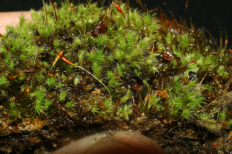 https://www.nzplants.auckland.ac.nz/content/nzplants/en/about/mosses/native-species/Bruchiaceae/Trematodon-suberectus.html